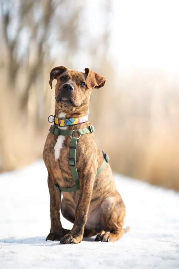 Znaleziono psa, Sosnowiec, 12 stycznia 2026 (2/5)