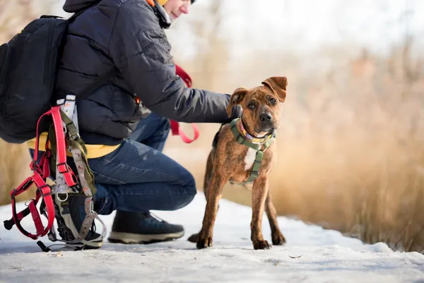 Znaleziono psa, Sosnowiec, 12 stycznia 2026 (3/5)