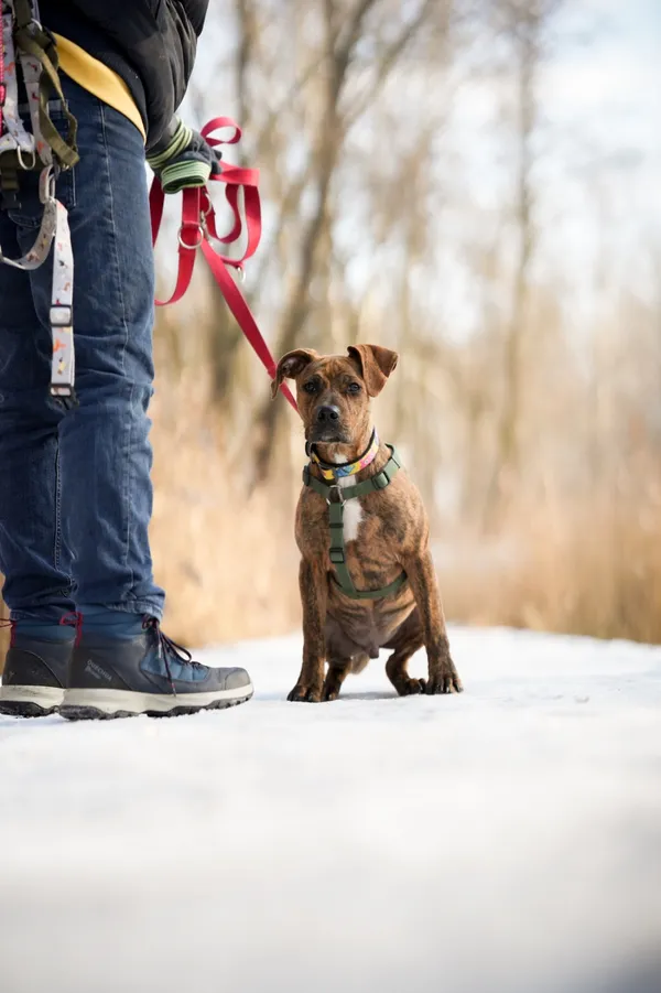Znaleziono psa, Sosnowiec, 12 stycznia 2026 (5/5)