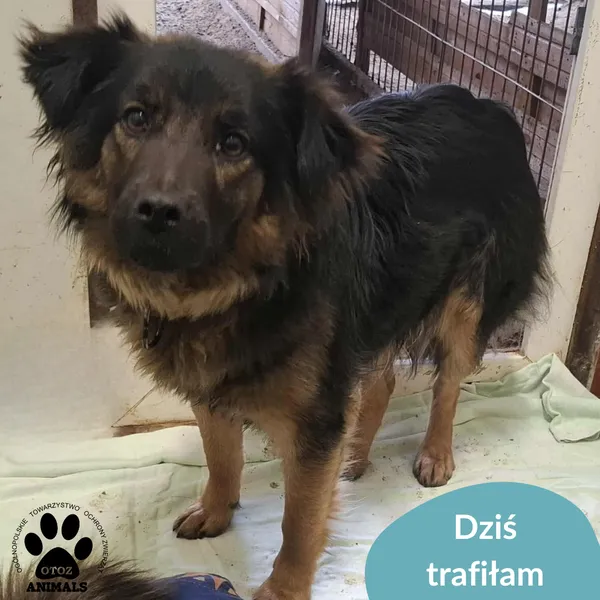 Znaleziono psa, Dąbrówka, 15 stycznia 2026