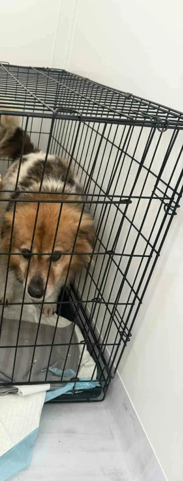 Znaleziono psa, Sosnowiec, 13 stycznia 2026