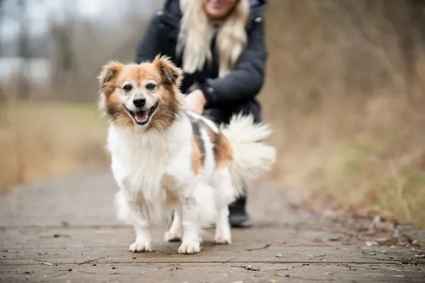 Znaleziono psa, Sosnowiec, 13 stycznia 2026 (4/5)