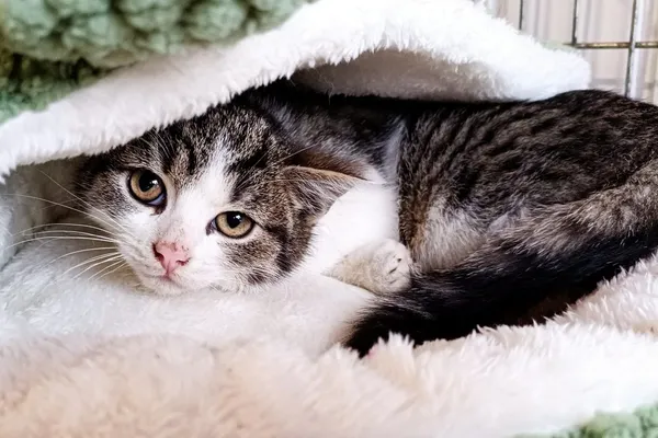 Znaleziono kota, Wałbrzych, 12 stycznia 2026