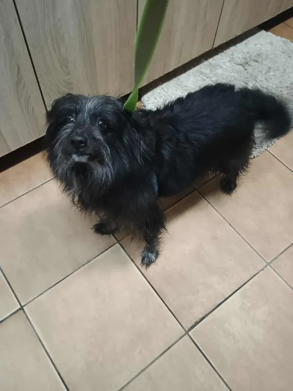 Znaleziono psa, Sosnowiec, 14 stycznia 2026