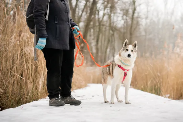 Znaleziono psa, Sosnowiec, 13 stycznia 2026 (2/5)