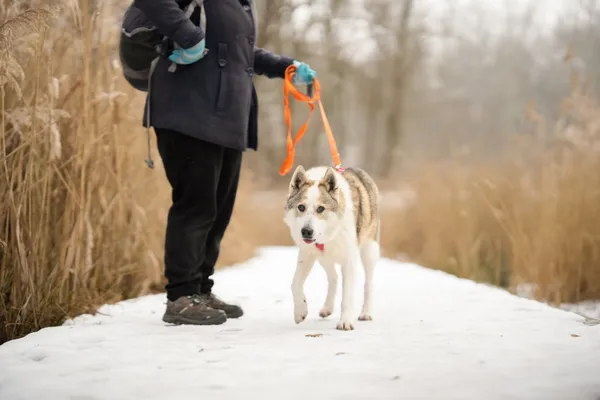 Znaleziono psa, Sosnowiec, 13 stycznia 2026 (4/5)