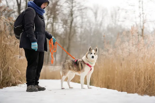 Znaleziono psa, Sosnowiec, 13 stycznia 2026 (5/5)