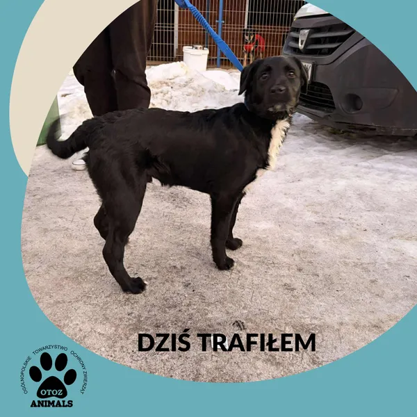 Znaleziono psa, Dąbrówka, 18 stycznia 2026