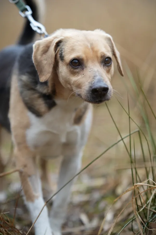 Znaleziono psa, Sosnowiec, 13 stycznia 2026 (1/5)