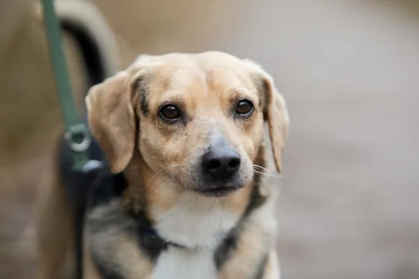 Znaleziono psa, Sosnowiec, 13 stycznia 2026 (2/5)