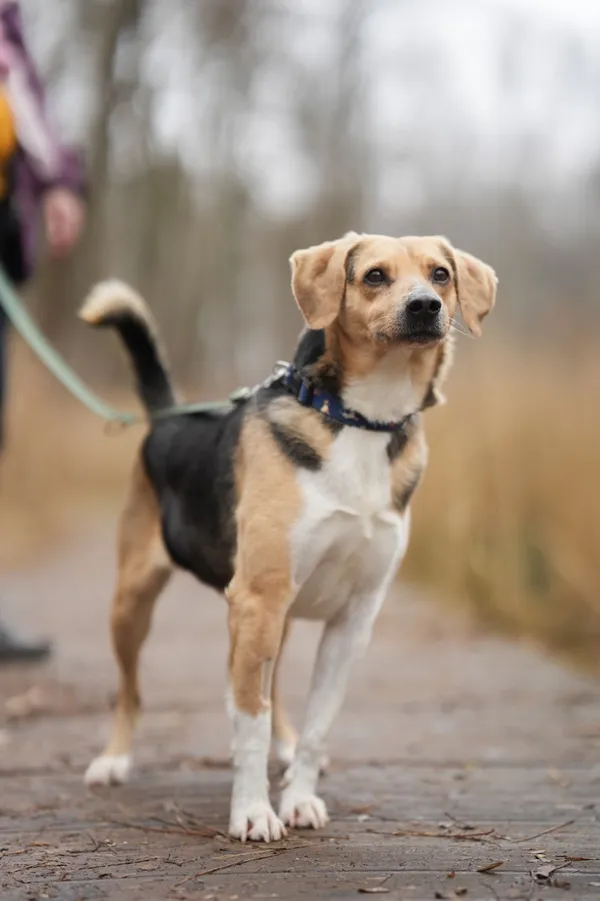 Znaleziono psa, Sosnowiec, 13 stycznia 2026 (4/5)
