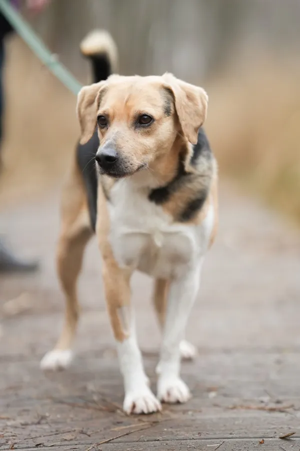 Znaleziono psa, Sosnowiec, 13 stycznia 2026 (5/5)