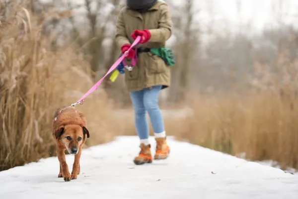 Znaleziono psa, Sosnowiec, 13 stycznia 2026 (1/4)