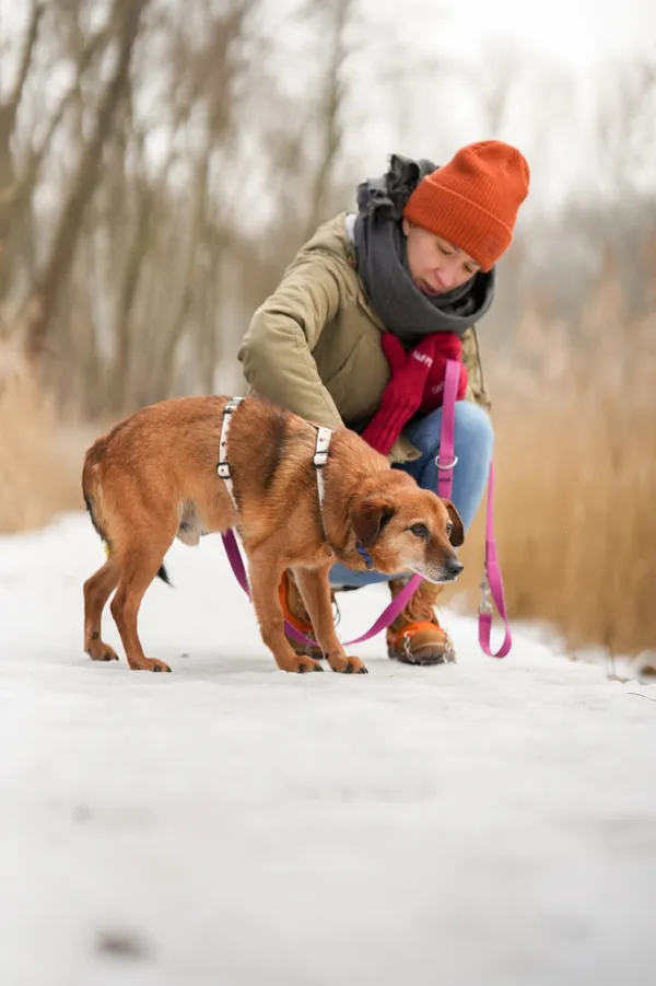 Znaleziono psa, Sosnowiec, 13 stycznia 2026 (2/4)