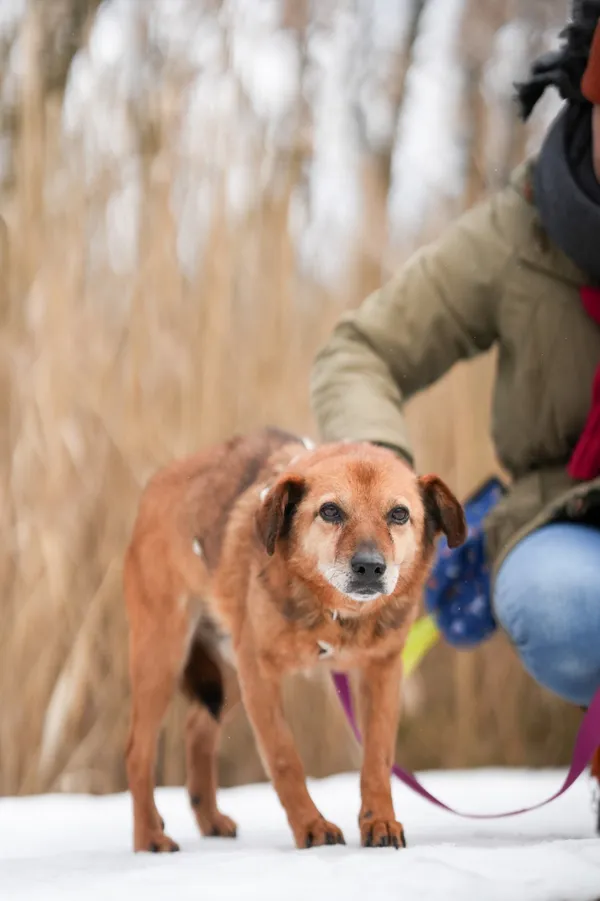 Znaleziono psa, Sosnowiec, 13 stycznia 2026 (3/4)