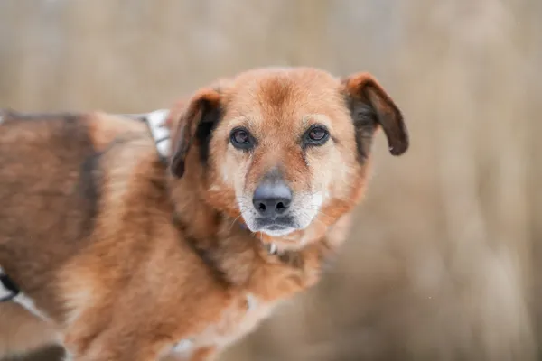 Znaleziono psa, Sosnowiec, 13 stycznia 2026 (4/4)