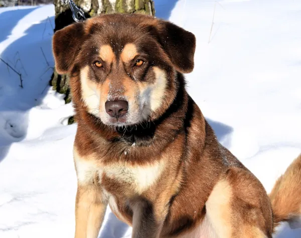 Znaleziono psa, Pieckowo, 15 stycznia 2026 (1/5)