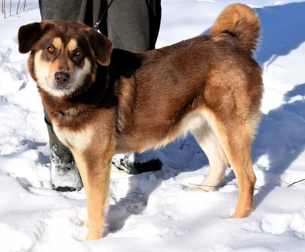 Znaleziono psa, Pieckowo, 15 stycznia 2026 (2/5)