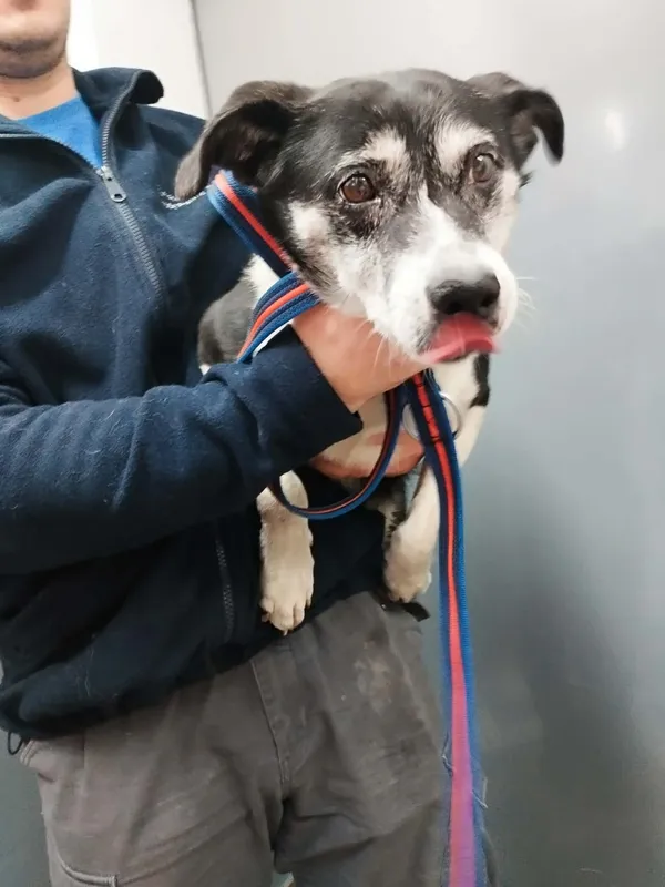 Znaleziono psa, Sosnowiec, 14 stycznia 2026