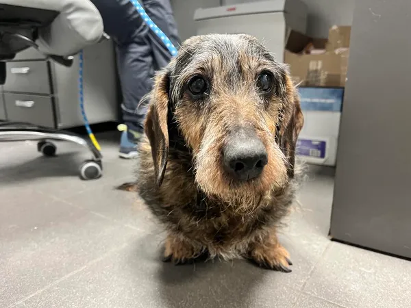 Znaleziono psa, Bydgoszcz, 9 stycznia 2026