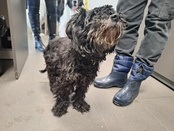 Znaleziono psa, Bydgoszcz, 13 stycznia 2026