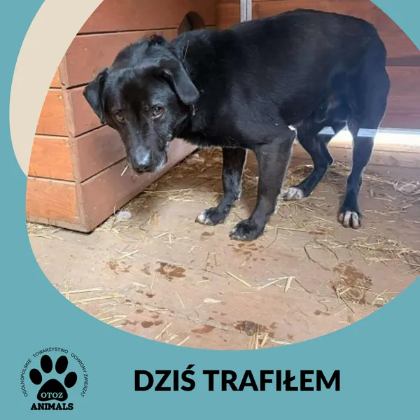 Znaleziono psa, Dąbrówka, 10 stycznia 2026