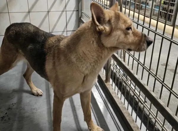 Znaleziono psa, Bydgoszcz, 12 stycznia 2026