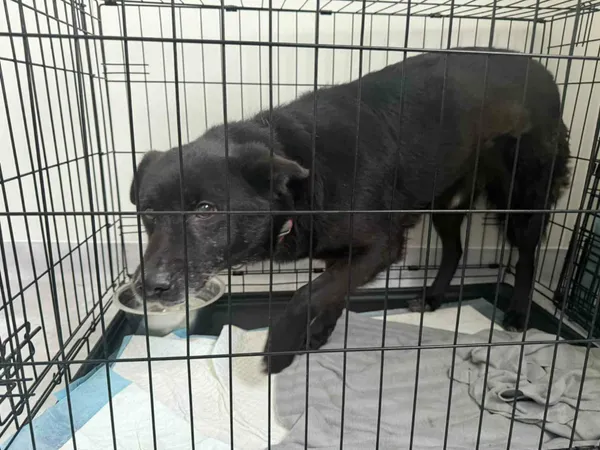 Znaleziono psa, Sosnowiec, 13 stycznia 2026