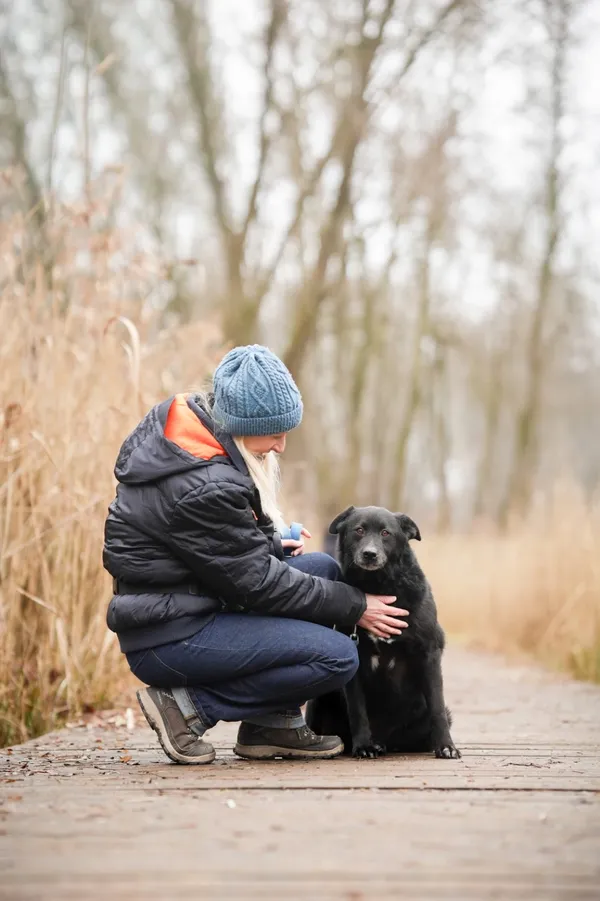 Znaleziono psa, Sosnowiec, 13 stycznia 2026 (3/5)