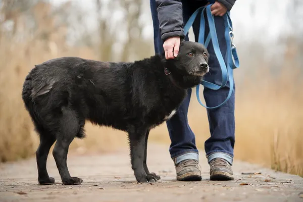 Znaleziono psa, Sosnowiec, 13 stycznia 2026 (4/5)