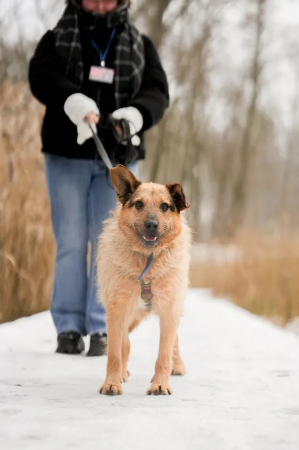 Znaleziono psa, Sosnowiec, 13 stycznia 2026 (2/5)