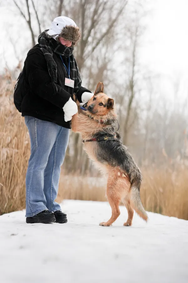 Znaleziono psa, Sosnowiec, 13 stycznia 2026 (3/5)