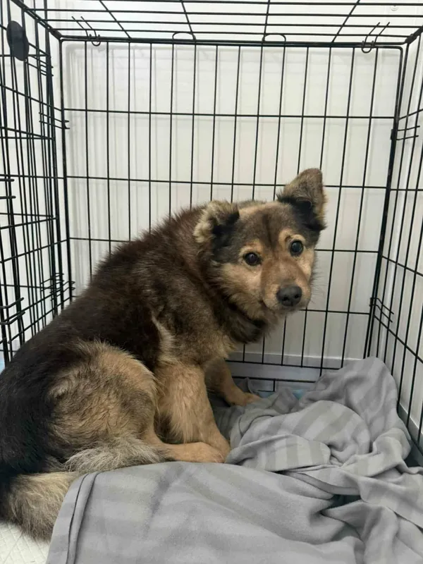 Znaleziono psa, Sosnowiec, 13 stycznia 2026