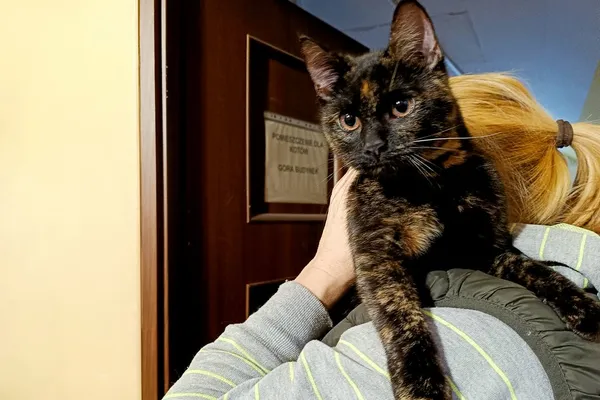 Znaleziono kota, Wałbrzych, 13 stycznia 2026