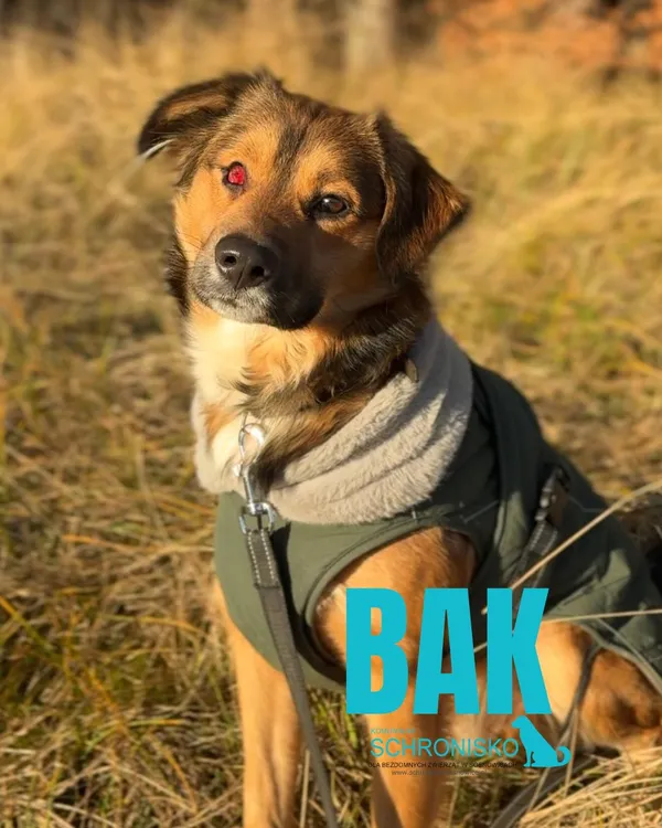 Pies do adopcji, Sosnowice, 3 grudnia 2025 (1/5)