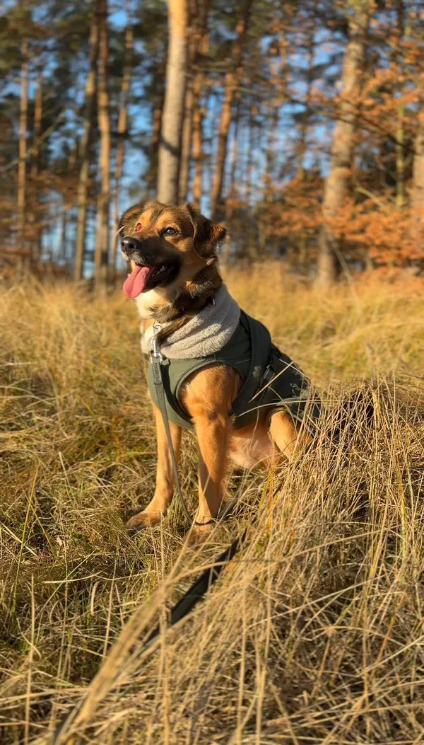 Pies do adopcji, Sosnowice, 3 grudnia 2025 (2/5)