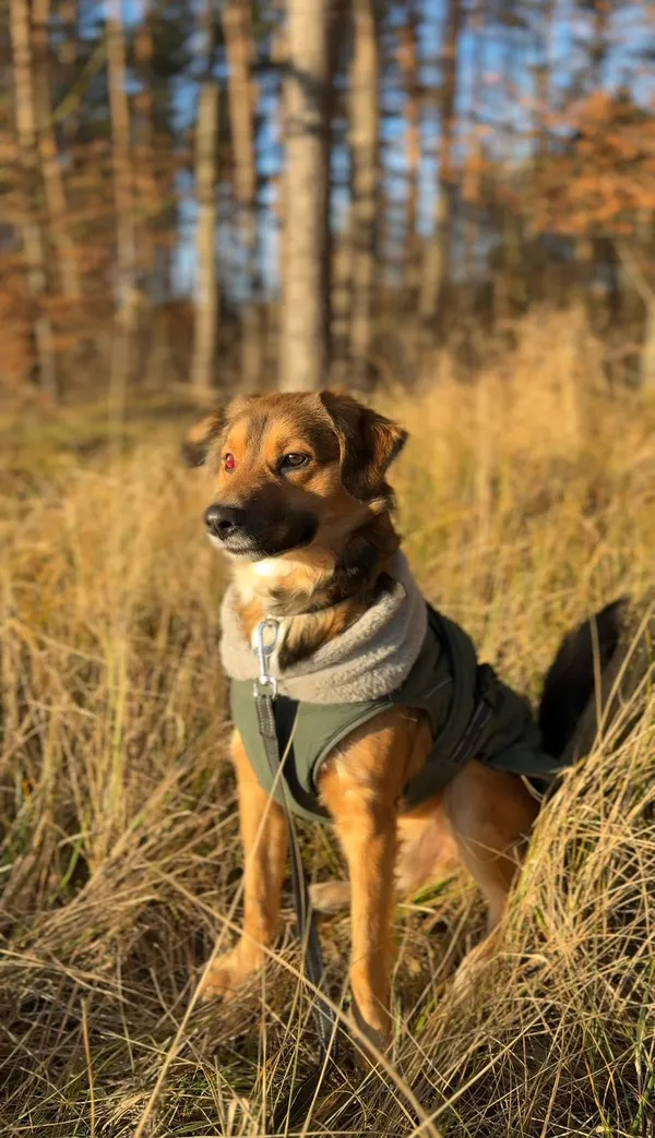 Pies do adopcji, Sosnowice, 3 grudnia 2025 (3/5)