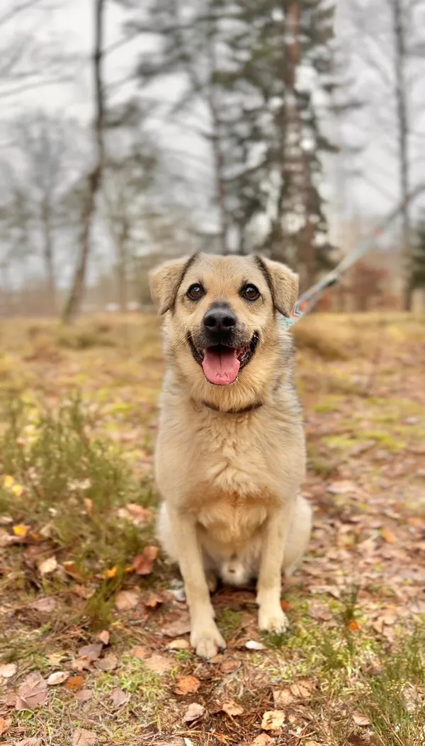 Pies do adopcji, Sosnowice, 3 grudnia 2025 (4/5)