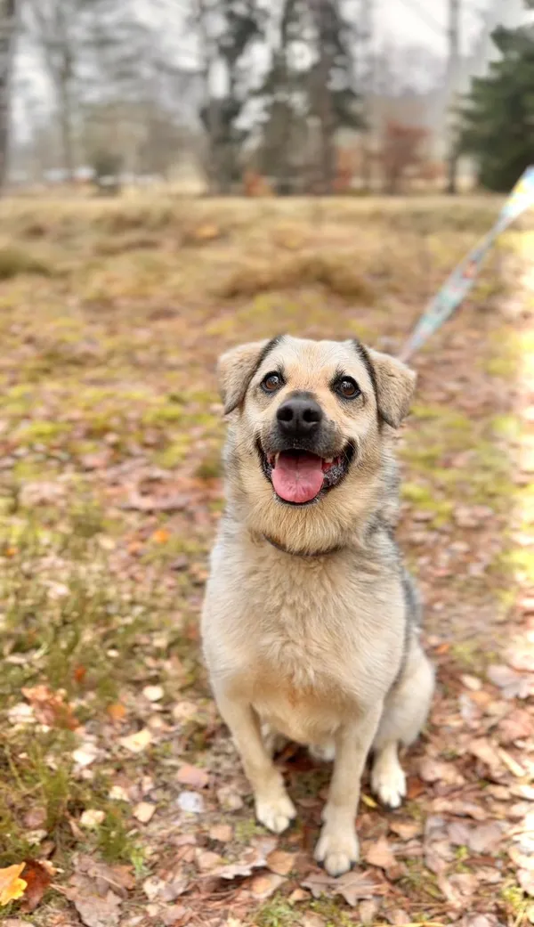 Pies do adopcji, Sosnowice, 3 grudnia 2025 (5/5)