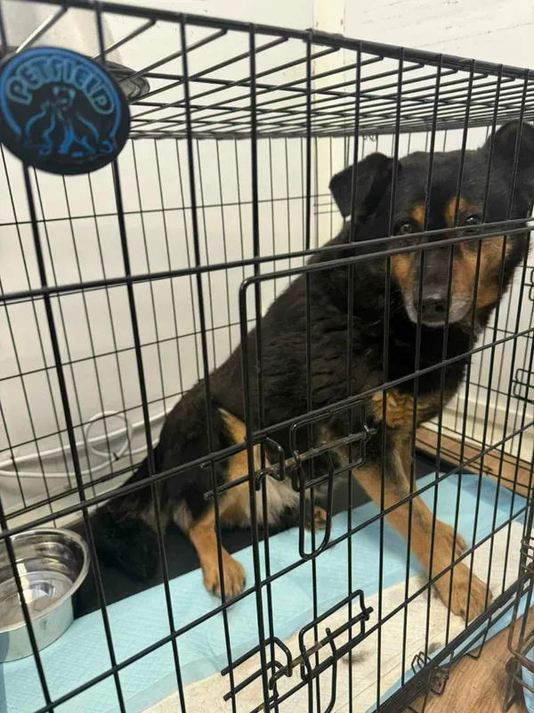 Znaleziono psa, Sosnowiec, 13 stycznia 2026