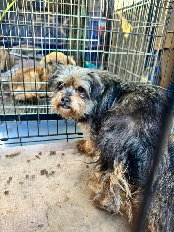 Znaleziono psa, Sosnowiec, 20 stycznia 2026