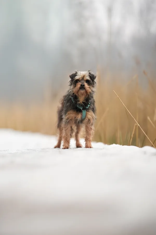 Znaleziono psa, Sosnowiec, 20 stycznia 2026 (3/5)