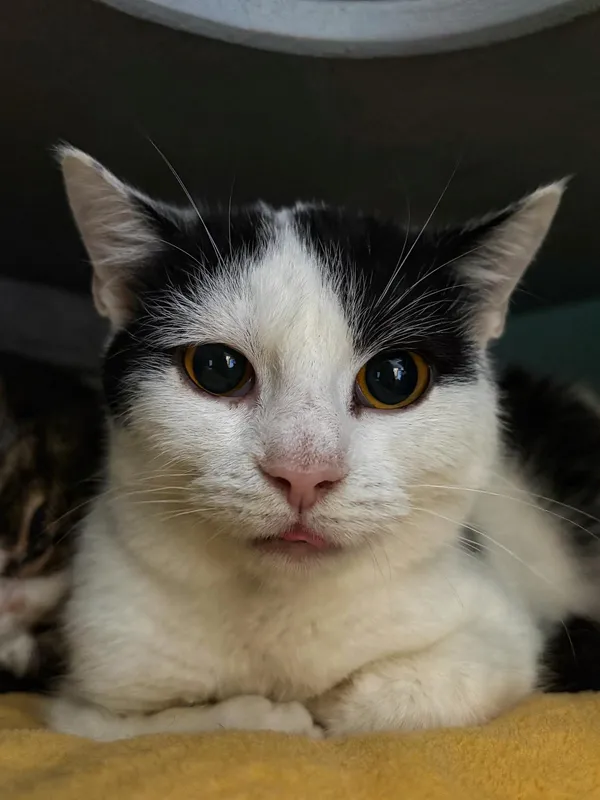 Oddam kota, Nowakowo, 22 stycznia 2026