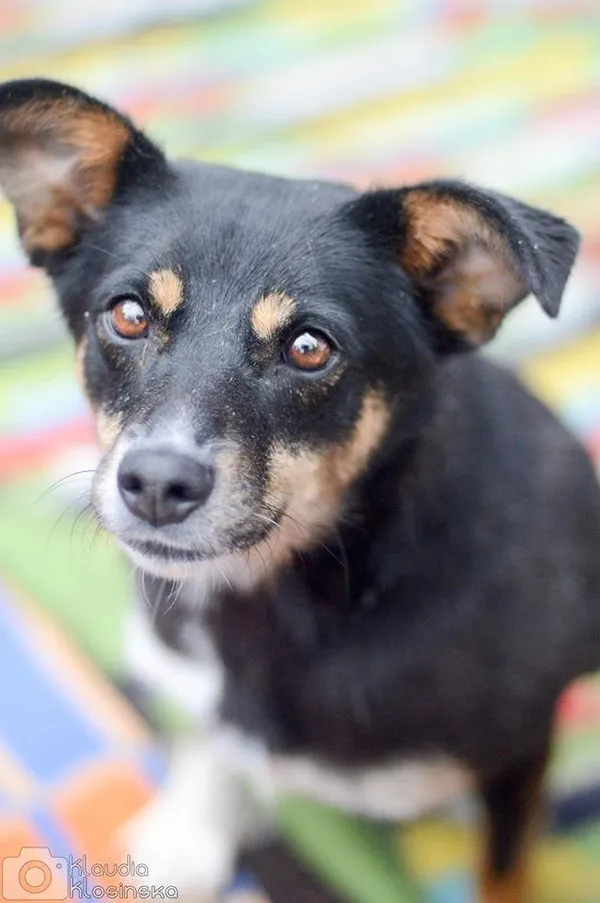 Oddam psa, Warszawa, Żerań, 22 stycznia 2026 (1/5)