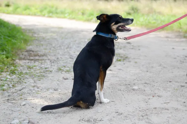 Oddam psa, Warszawa, Żerań, 22 stycznia 2026 (2/5)