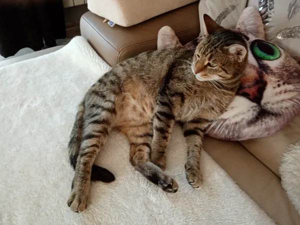 Zaginął kot, Pruszcz Gdański, Śródmieście, 22 stycznia 2026 (1/4)