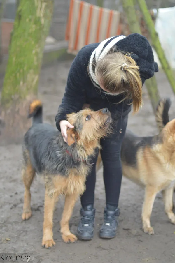 Oddam psa, Elbląg, Na Stoku, 22 stycznia 2026 (2/5)
