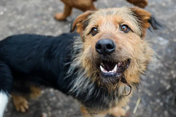 Oddam psa, Elbląg, Na Stoku, 22 stycznia 2026 (4/5)