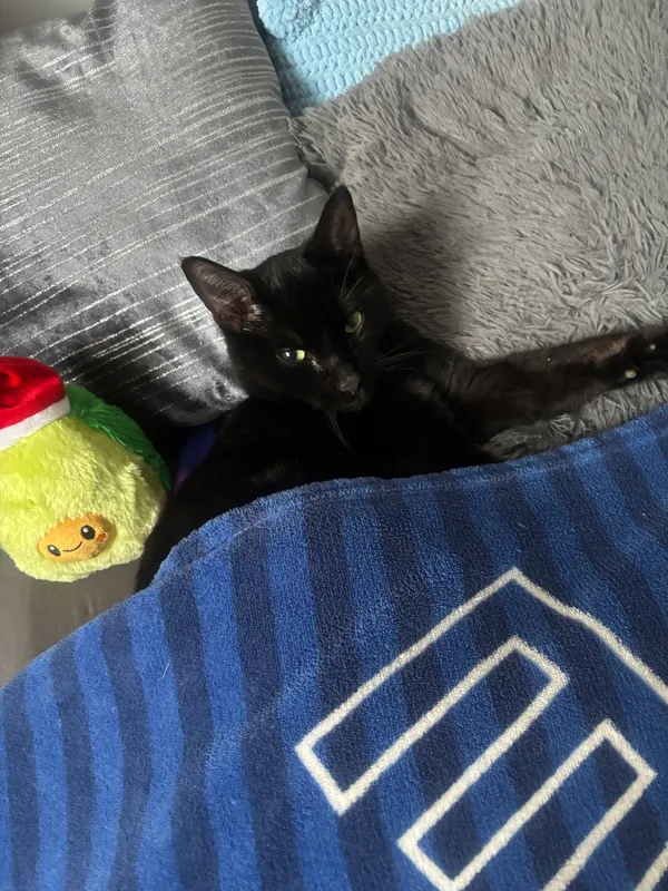 Zaginął kot, Rumia, Janowo, 22 stycznia 2026