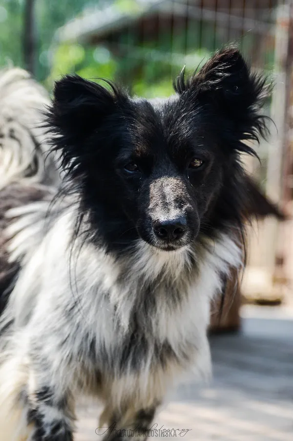 Oddam psa, Kazimierzowo, 22 stycznia 2026 (4/6)